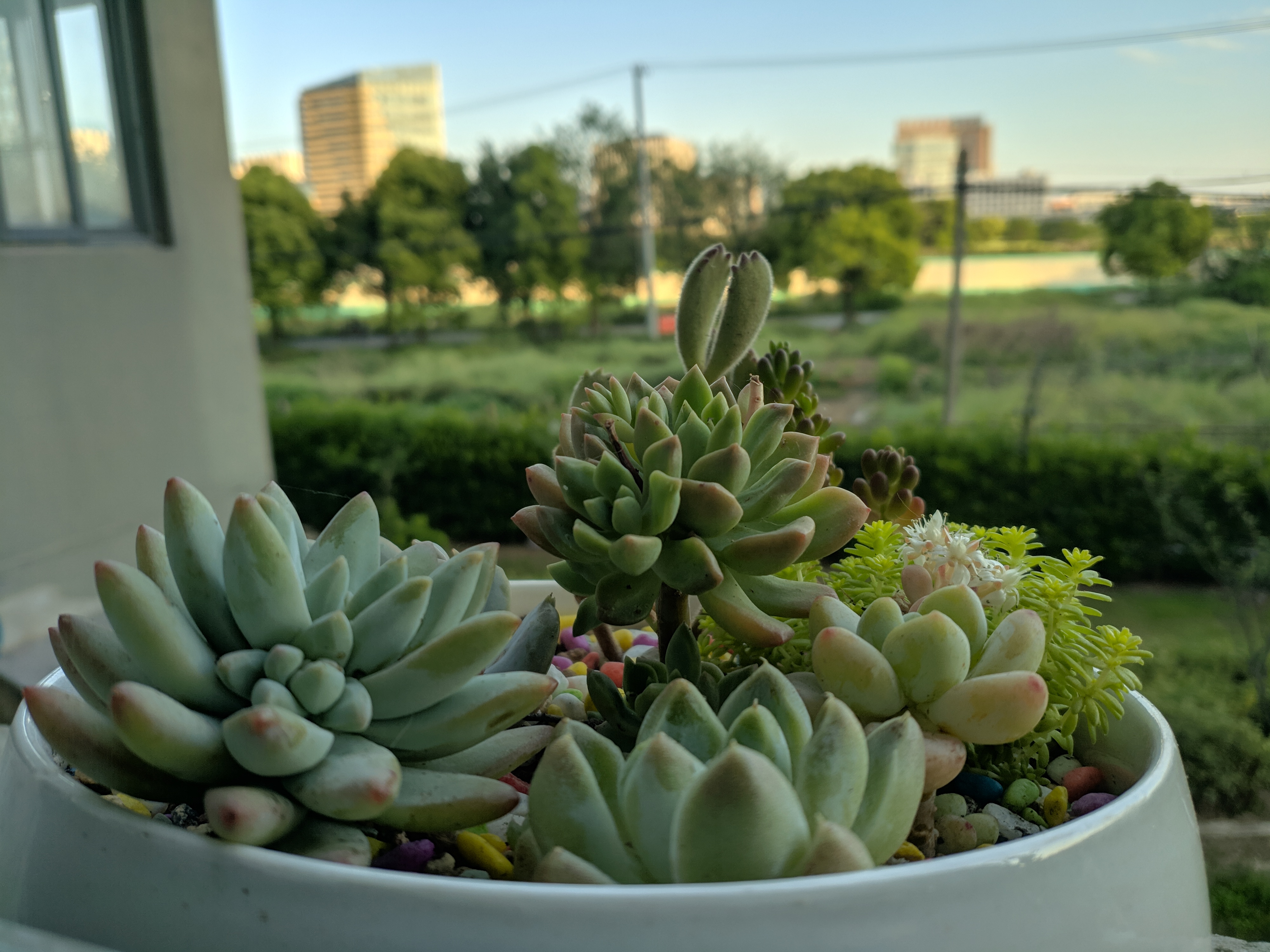 ../_images/多肉植物培养记录1.jpg