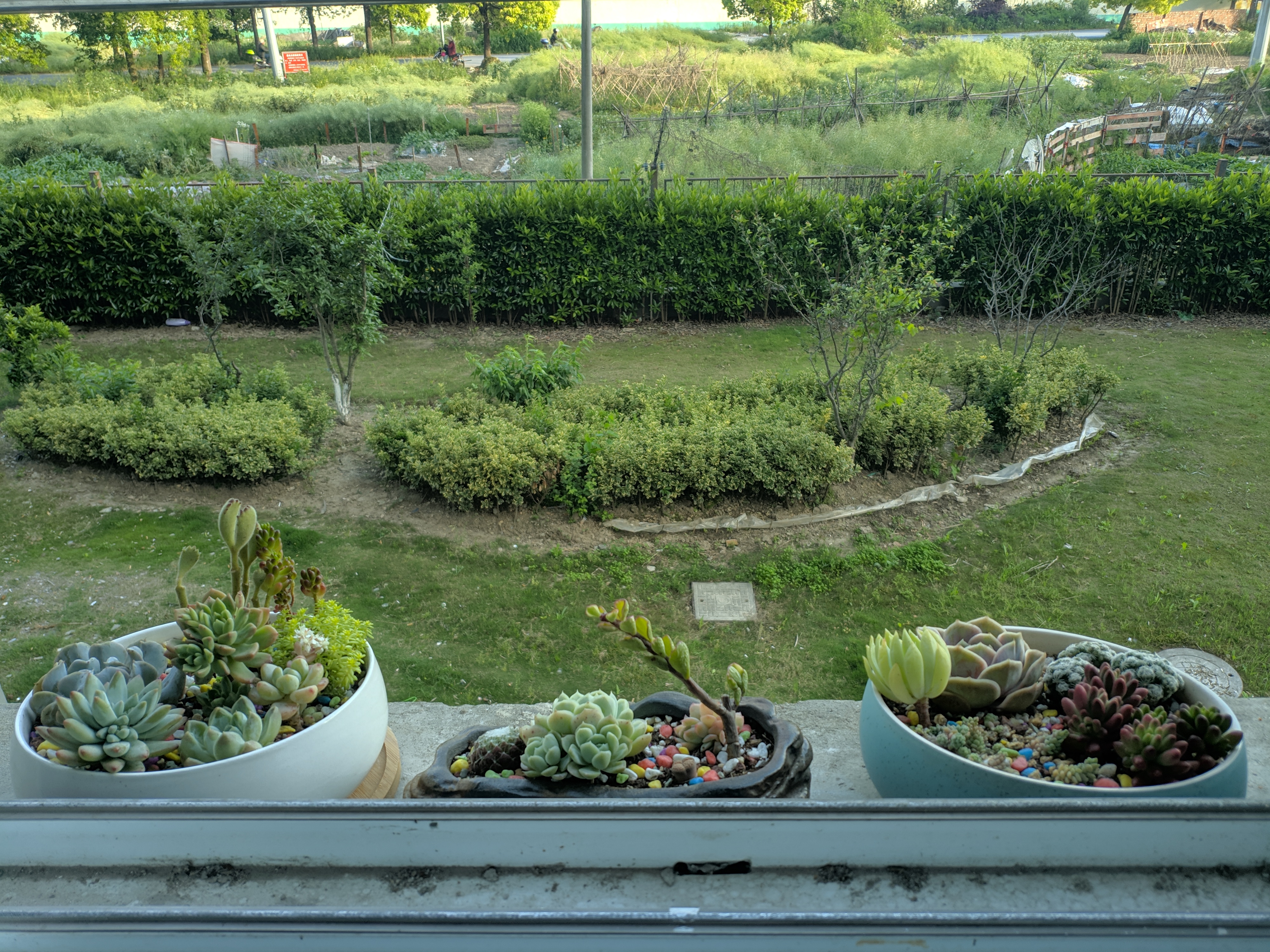 ../_images/多肉植物培养记录2.jpg