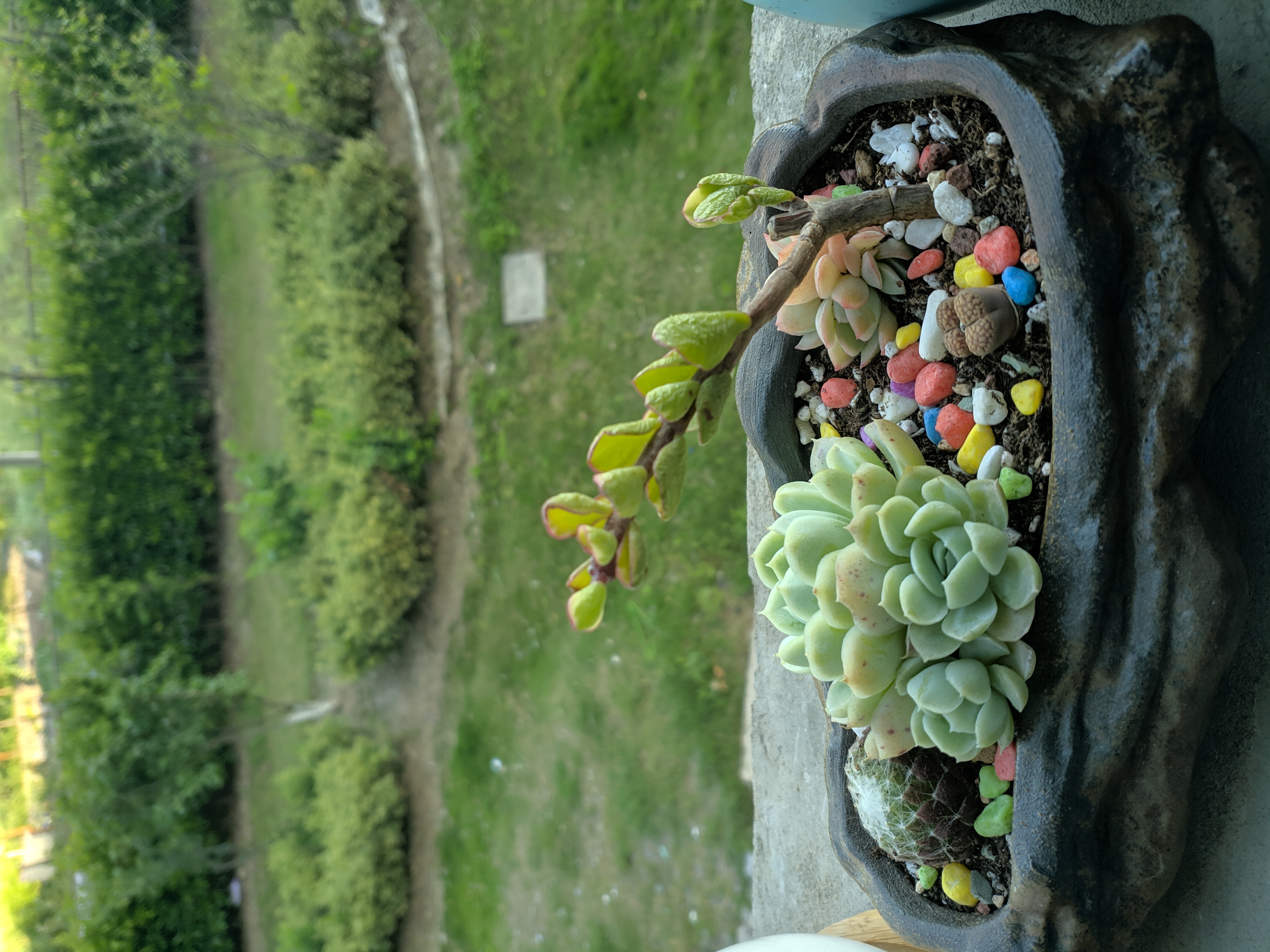 ../_images/多肉植物培养记录3.jpg